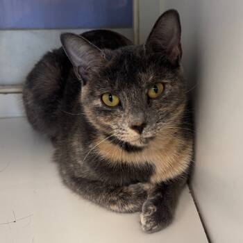 Rescue Domestic Short Hair Cats for Adoption - Mariah | PetCurious