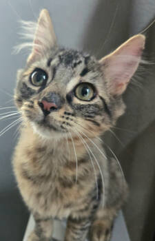 Rescue Domestic Short Hair Cats for Adoption in Salinas, California - Rio | PetCurious