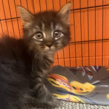 Domestic Medium Hair Cats Available for Adoption in Montgomery, Alabama - Venus | PetCurious