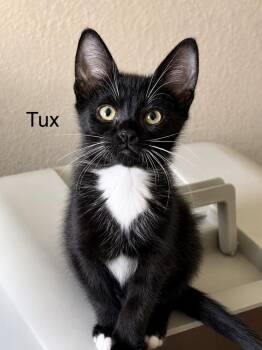 Myko -  Domestic Short Hair Cat for Adoption in Casselberry, Florida - Myko | PetCurious
