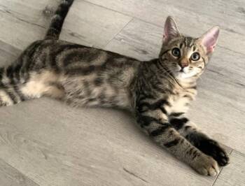 SCREECH -  Domestic Short Hair Cat for Adoption in Burbank, California - SCREECH | PetCurious
