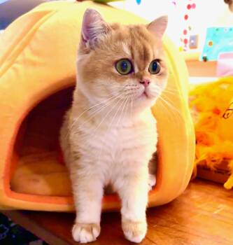 Benjamin Bunny -  British Shorthair Cat for Adoption in Davis, California - Benjamin Bunny | PetCurious