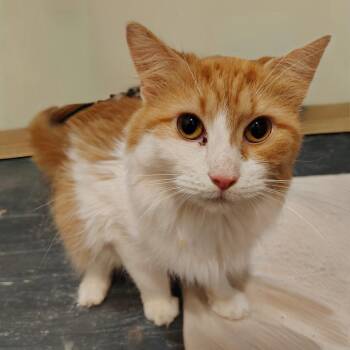 Sunflower -  Domestic Long Hair Cat for Adoption in Shorewood, Illinois - Sunflower | PetCurious