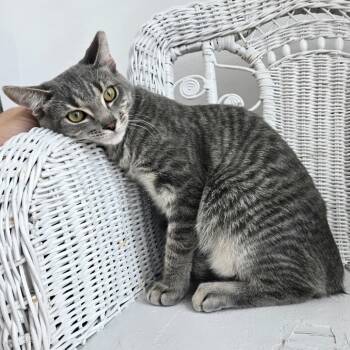 Rescue Domestic Short Hair and Extra Toes Cat Hemingway Polydactyl Cats for Adoption in Eaton Rapids, Michigan - Garfunkle Fit 55309 | PetCurious