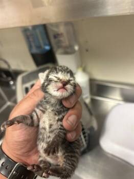 A1051408 -  Domestic Short Hair Cat for Adoption in Martinez, California - A1051408 | PetCurious