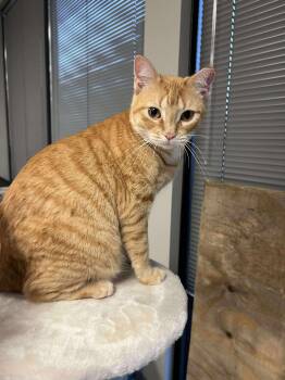 Rescue Tabby Cats for Adoption in Batesville, Arkansas - Bobbi | PetCurious