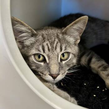Ritz -  Tabby Cat for Adoption in Grand Rapids, Michigan - Ritz | PetCurious