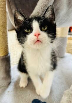 Rescue Domestic Medium Hair Cats for Adoption in Fremont, Ohio - Wasabi | PetCurious