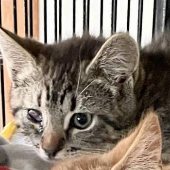 Jill Miller -  Domestic Short Hair Cat for Adoption in Woodstock, Virginia - Jill Miller | PetCurious