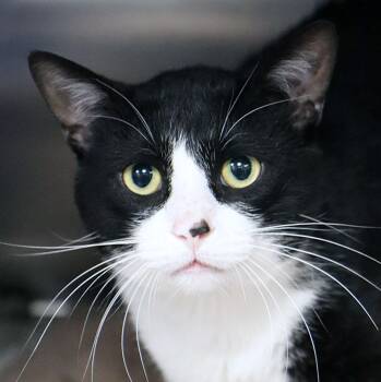 Chompy (AO37539) -  Domestic Short Hair Cat for Adoption in Kansas City, Kansas - Chompy (AO37539) | PetCurious