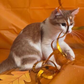 Rescue Domestic Medium Hair Cats for Adoption in Warr Acres, Oklahoma - Jelly Roll | PetCurious