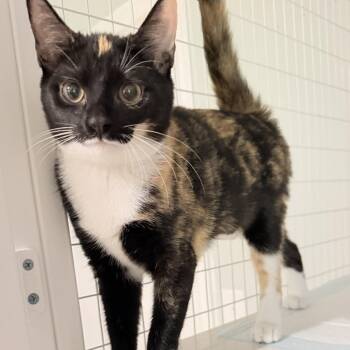 Lily -  Calico Cat for Adoption in Suffolk, Virginia - Lily | PetCurious