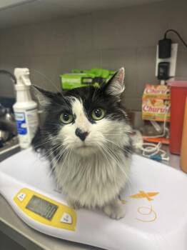 PIANO -  Domestic Short Hair Cat for Adoption in Indianapolis, Indiana - PIANO | PetCurious
