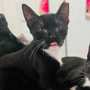 Rescue Domestic Short Hair Cats for Adoption in Los Angeles, California - Erol | PetCurious