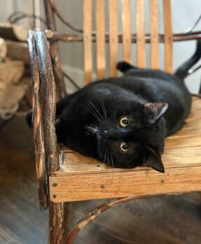 Rescue Domestic Short Hair Cats for Adoption in Albany, New York - Sammy | PetCurious