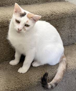 Domestic Short Hair and Calico Cats Available for Adoption - Mimi Mimi | PetCurious