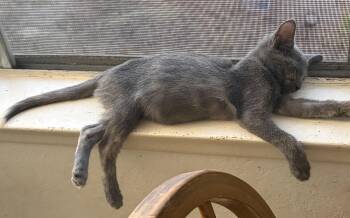 Gelata -  Domestic Short Hair Cat for Adoption in Mission Viejo, California - Gelata | PetCurious