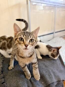 Toad -  Domestic Short Hair Cat for Adoption in Bellmawr, New Jersey - Toad | PetCurious