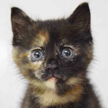 Domestic Medium Hair Cats Available for Adoption in Bulverde, Texas - Chica | PetCurious