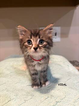 Vidal -  Domestic Medium Hair and Tabby Cat for Adoption in Buford, Georgia - Vidal | PetCurious