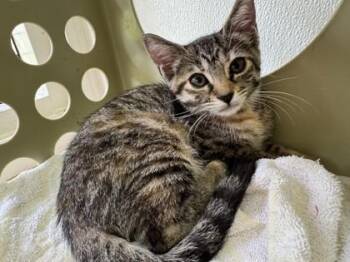 Miz BigFooties -  Domestic Short Hair Cat for Adoption in Honolulu, Hawaii - Miz BigFooties | PetCurious