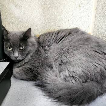 Rescue Domestic Medium Hair Cats for Adoption in Lakewood, Colorado - Bluebell | PetCurious