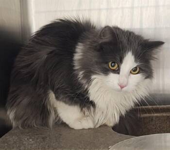 Domestic Medium Hair and Domestic Short Hair Cats Available for Adoption - LARRY | PetCurious