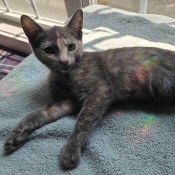 Yeti (Arriety) -  Dilute Tortoiseshell Cat for Adoption in Wilmington, North Carolina - Yeti (Arriety) | PetCurious