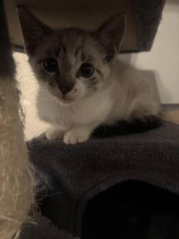 Rescue Siamese Cats for Adoption in Liverpool, Texas - Emma | PetCurious