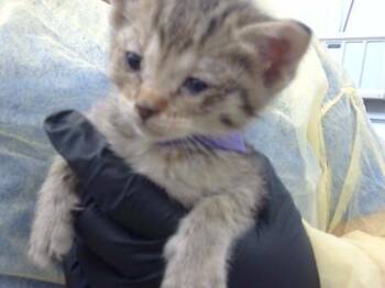 PUMPKIN -  Domestic Long Hair Cat for Adoption in Dallas, Texas - PUMPKIN | PetCurious