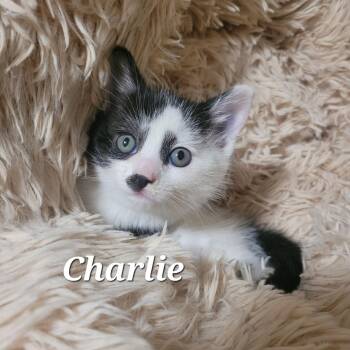 Charlie -  Domestic Short Hair Cat for Adoption in Vancouver, British Columbia - Charlie | PetCurious