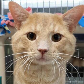 Domestic Short Hair Cats Available for Adoption in West Jefferson, Ohio - Rusty  | PetCurious