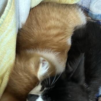 Flash -  Domestic Short Hair Cat for Adoption in Baytown, Texas - Flash | PetCurious