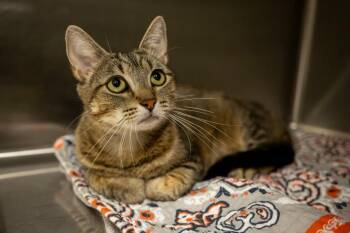 Zinal -  Domestic Short Hair Cat Available for Adoption in Twentynine Palms, California - Zinal | PetCurious