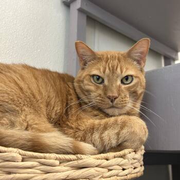 Rescue Domestic Short Hair Cats for Adoption in El Cajon, California - Mulligan | PetCurious