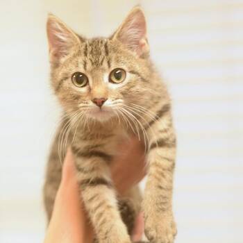 Bebop -  Domestic Short Hair Cat for Adoption in Belleville, Illinois - Bebop | PetCurious