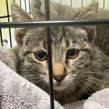 Pashmina -  Domestic Short Hair Cat for Adoption in Taos, New Mexico - Pashmina | PetCurious