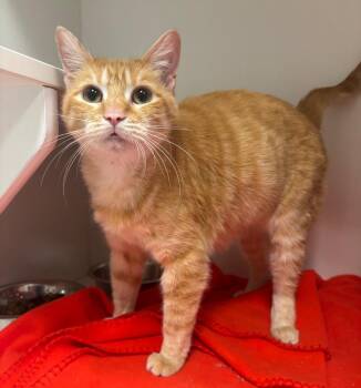 Rescue Domestic Short Hair Cats for Adoption in Frankfort, Kentucky - Peaches | PetCurious