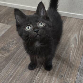 Acadia -  Domestic Medium Hair Cat for Adoption in Ripley, Tennessee - Acadia | PetCurious