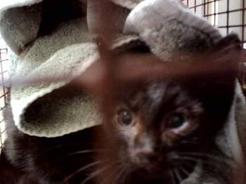 BUMBLE -  Domestic Short Hair Cat Available for Adoption in Martinez, California - BUMBLE | PetCurious