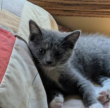 Martini, Millie and Mouse -  Domestic Short Hair Cat for Adoption in Everettville, West Virginia - Martini, Millie And Mouse | PetCurious