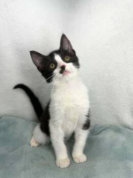 Pistachio -  Tuxedo Cat Available for Adoption in Tavares, Florida - Pistachio | PetCurious