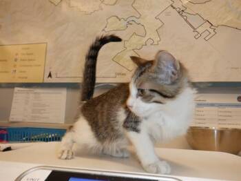 DURAN DURAN -  Domestic Short Hair Cat for Adoption in San Jose, California - DURAN DURAN | PetCurious