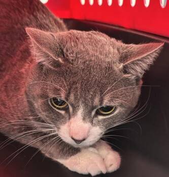 Pj - Prince Jr -  Domestic Short Hair Cat for Adoption - Pj - Prince Jr | PetCurious