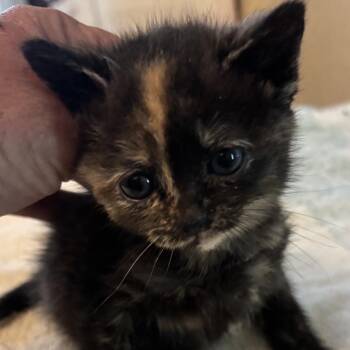 Domestic Short Hair Cats Available for Adoption in Pauls Valley, Oklahoma - Emily | PetCurious