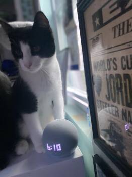 Rescue Domestic Short Hair Cats for Adoption in New Kensington, Pennsylvania - Clyde | PetCurious