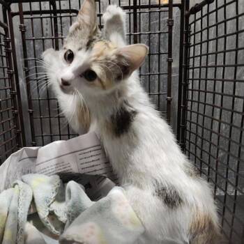 Birdie -  Domestic Short Hair Cat for Adoption in San Antonio, Texas - Birdie | PetCurious