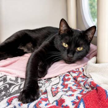 Frankie Floatie -  Domestic Short Hair Cat for Adoption in Hopkinton, Massachusetts - Frankie Floatie | PetCurious