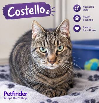 Castello -  Domestic Short Hair Cat for Adoption in Manhattan, Illinois - Castello | PetCurious
