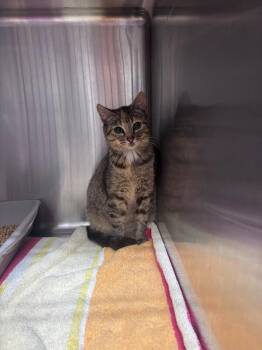 Domestic Short Hair Cats Available for Adoption in Burgaw, North Carolina - RUBY | PetCurious